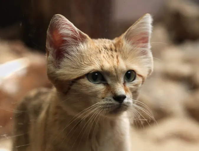 Small Wild Cat in a Desert